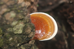 Ganoderma austroafricanum
