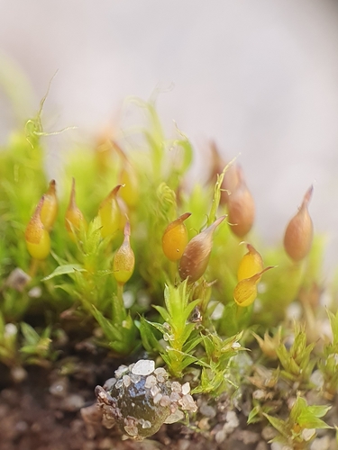 Image of Tortula protobryoides by no rights reserved