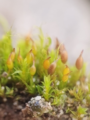 Tortula protobryoides