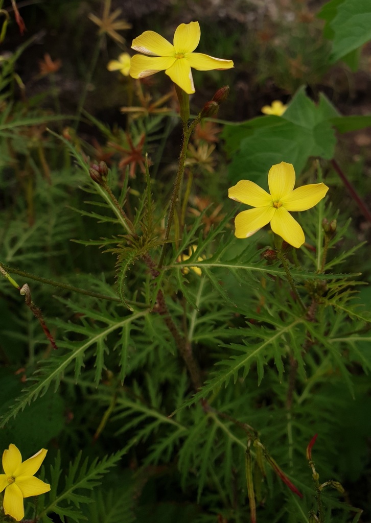 Tricliceras tanacetifolium