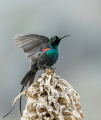 Nectarinia johnstoni