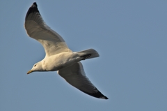 Larus argentatus