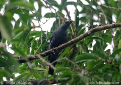 Coracina lineata maforensis