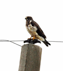 Geranoaetus polyosoma