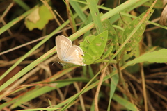 Euchrysops