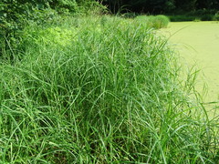 Carex atherodes