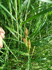 Carex atherodes