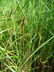 Carex atherodes