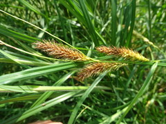 Carex atherodes