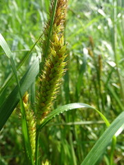Carex atherodes