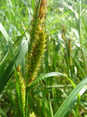 Carex atherodes