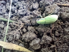 Pantomorus viridisquamosus