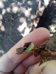 Pantomorus viridisquamosus