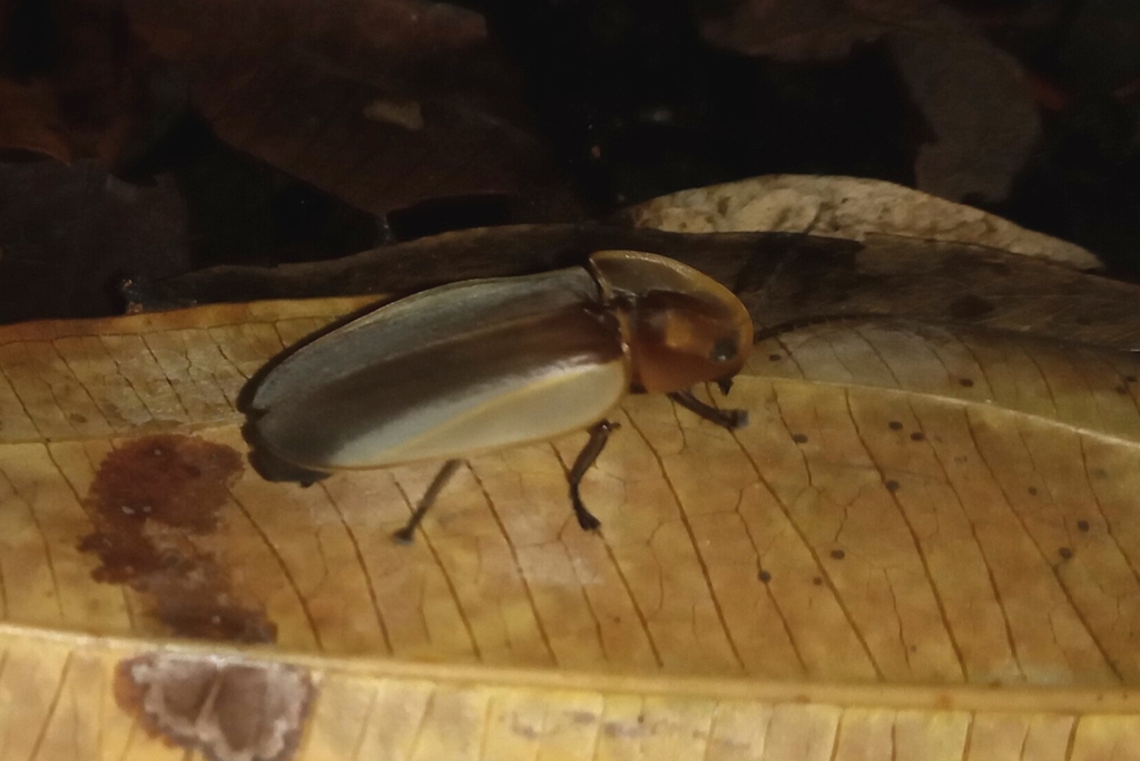 Cratomorphus aequalis