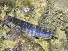 Entomacrodus cadenati