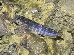 Entomacrodus cadenati