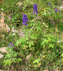 Delphinium speciosum