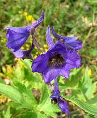 Delphinium speciosum