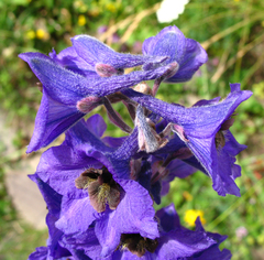 Delphinium speciosum