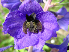 Delphinium speciosum