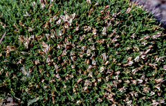 Astragalus balearicus