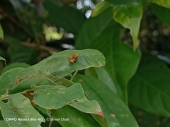 Choreutis amethystodes