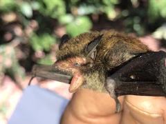 Myotis bocagii