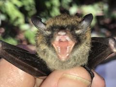Myotis bocagii