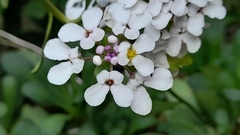 Iberis semperflorens