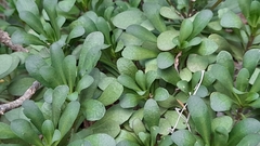 Iberis semperflorens