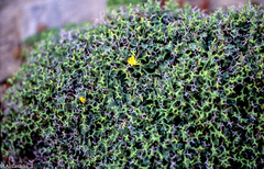 Launaea cervicornis
