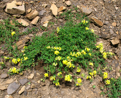 Medicago glomerata