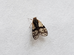 Bothriocera maculata