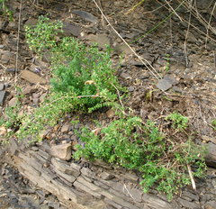 Galium brachyphyllum