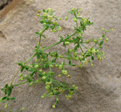 Galium brachyphyllum