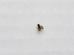 Bothriocera maculata