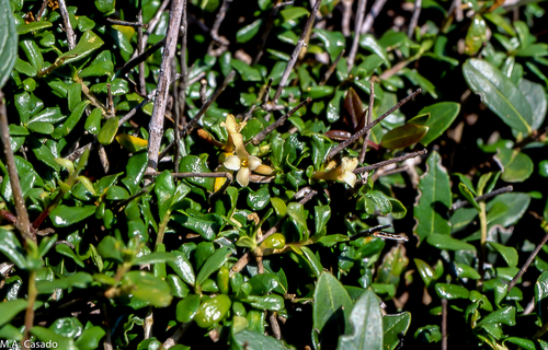 Representative image of Daphne rodriguezii