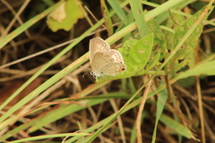 Euchrysops