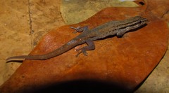 Lygodactylus grotei