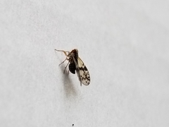 Bothriocera maculata