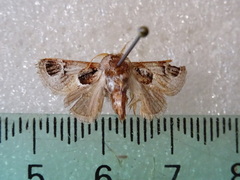 Pygmaeomorpha ocularis