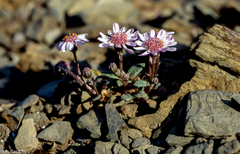Senecio varicosus