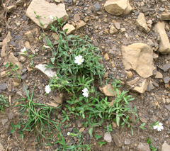 Cerastium multiflorum