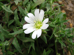 Cerastium multiflorum