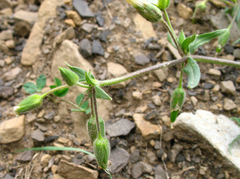 Cerastium multiflorum