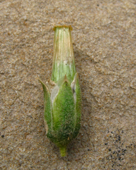 Cerastium multiflorum