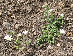 Cerastium multiflorum