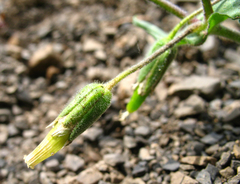 Cerastium multiflorum