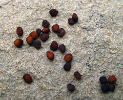 Cerastium multiflorum