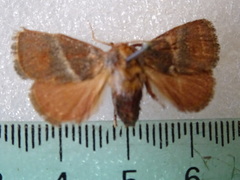 Eloasa bombycoides